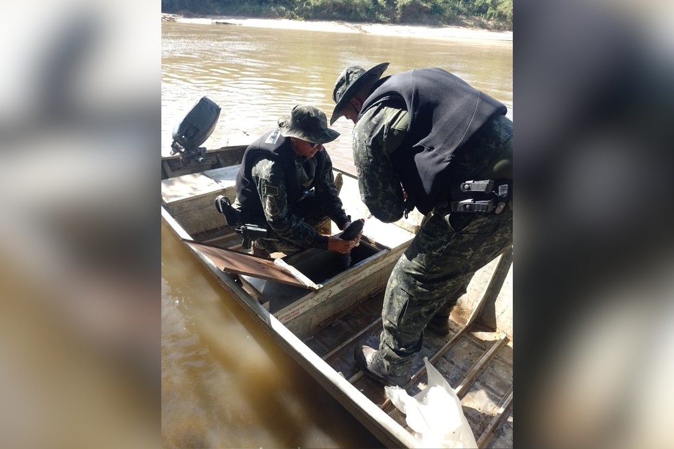 Peixe capturado por dupla estava vivo e foi solto no rio — Foto: Polícia Ambiental/Divulgação