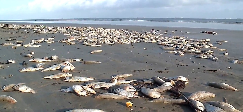 Milhares de sardinhas mortas foram encontradas na orla da Grande São Luís — Foto: Reprodução/TV Mirante