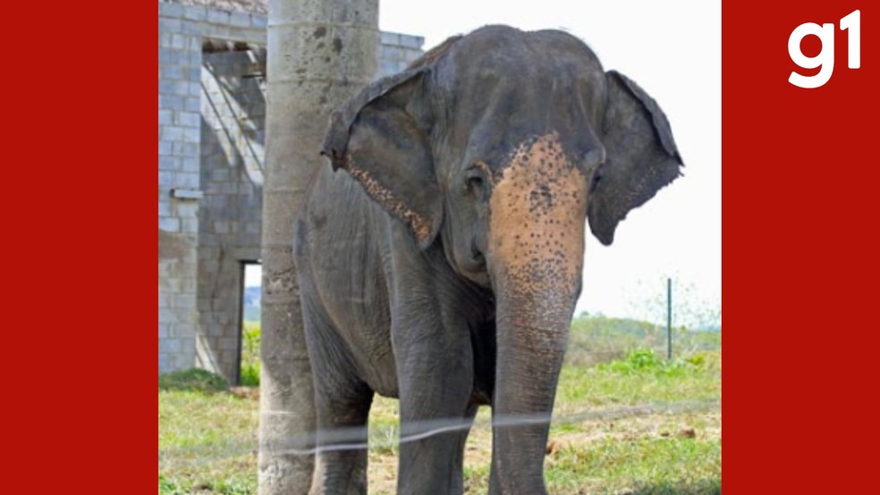 Rana, uma elefanta asiática de cerca de 65 anos, chegou ao Santuário em dezembro de 2018. — Foto: Santuário dos Elefantes Brasil