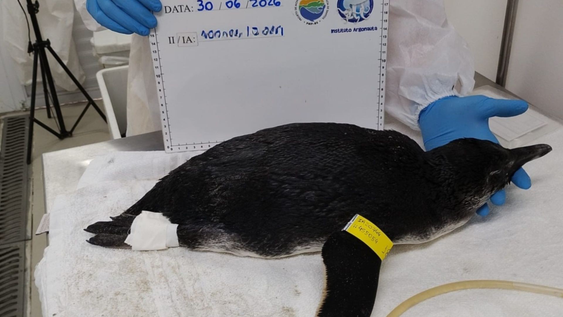Pinguim é resgatado em praia de SP; veja por que esses animais voltam ao Brasil no inverno