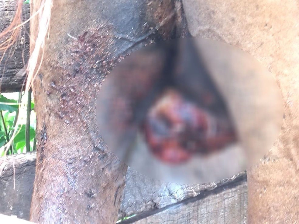 Cavalo foi vítima de maus-tratos após castração irregular em Teodoro Sampaio (SP) — Foto: Polícia Militar Ambiental