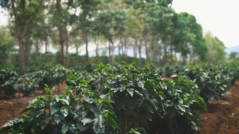 Fazenda de café em Ibicoara, na Chapada Diamantina — Foto: Reprodução/TV Bahia