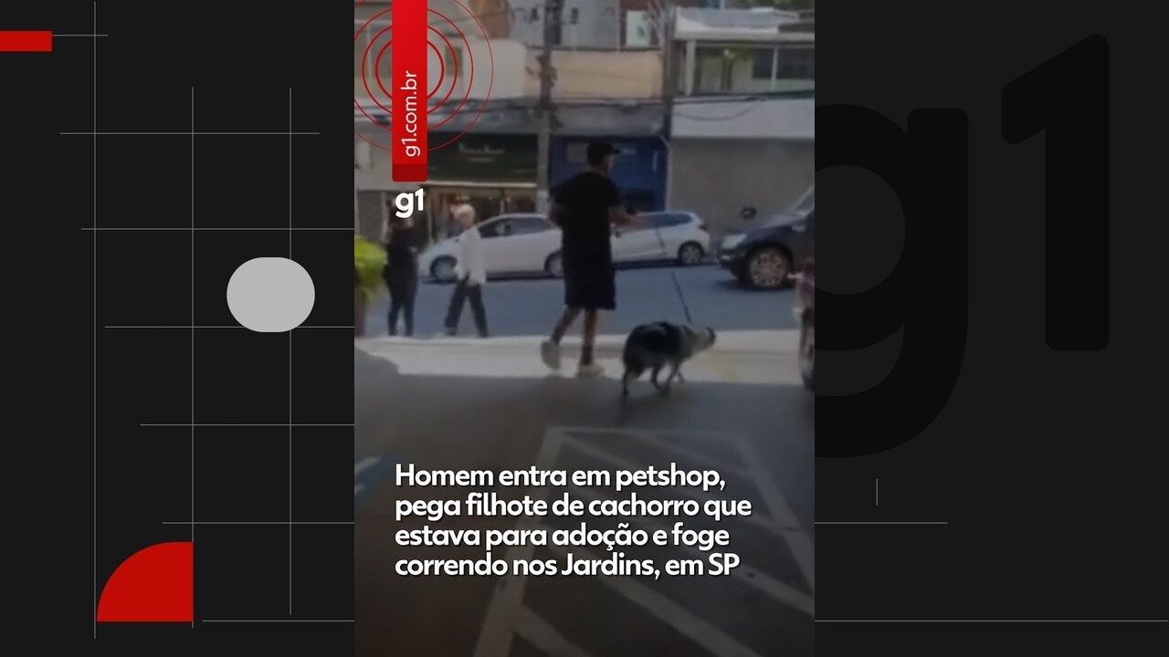 URGENTE: Homem Foge com Filhote de Border Collie em SP! Veja o Vídeo Chocante!