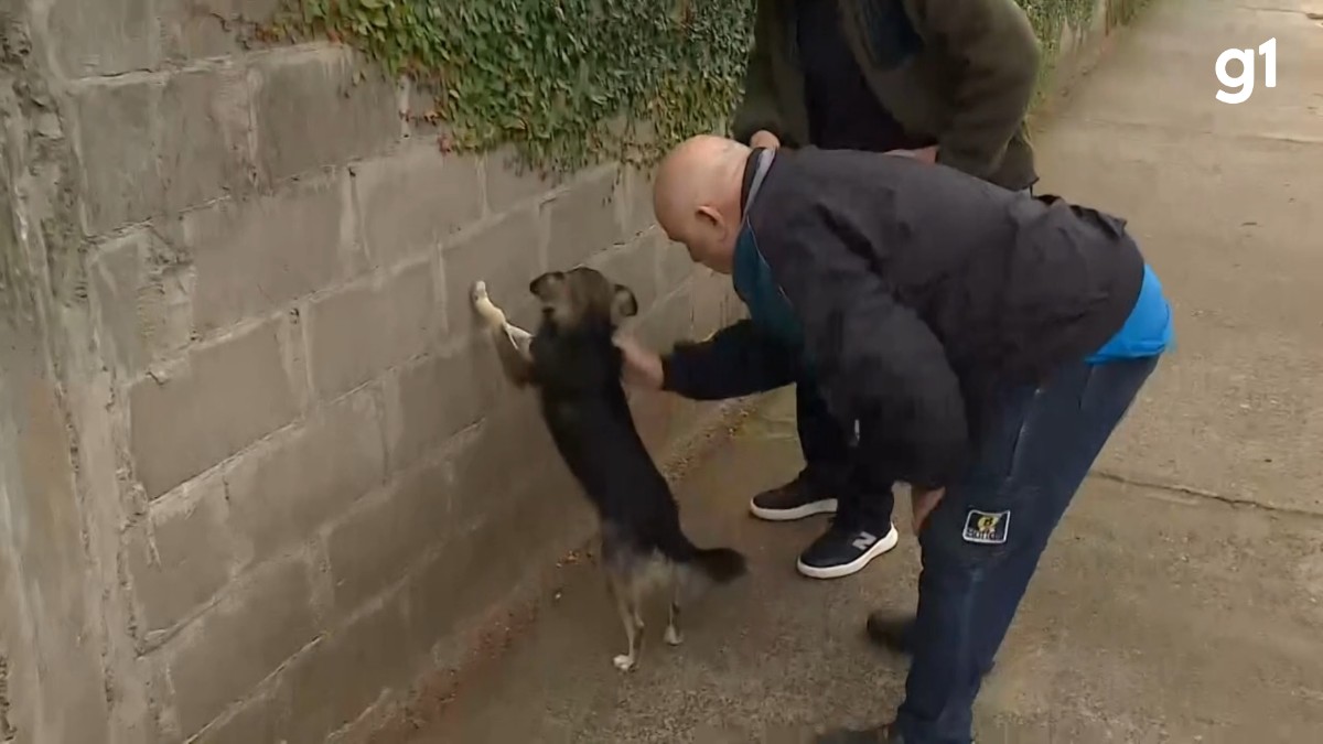 Cachorro viraliza ao levar 'enquadro policial' ao vivo durante reportagem no RS