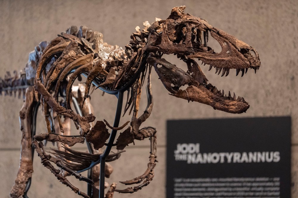 Fóssil de Nanotyrannus é vendido por 47,3 milhões de dólares em leilão em Nova York