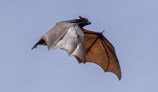 Conheça o transmissor do novo Vírus Nipah a " Raposa Voadora"