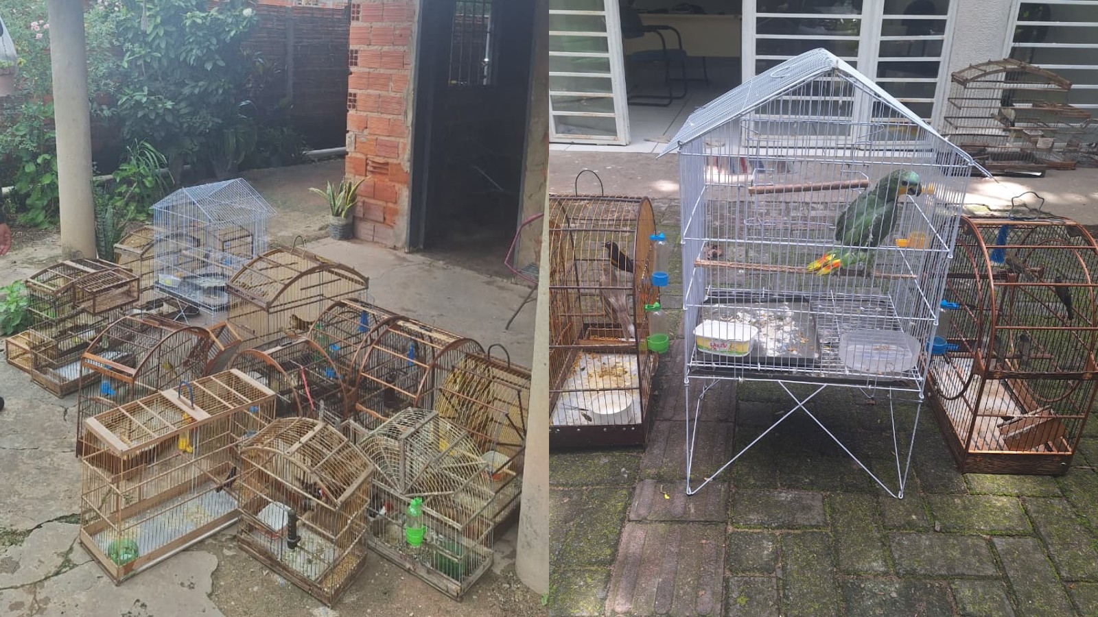 VÍDEO: Polícia destrói gaiolas após resgatar 15 aves silvestres mantidas em casa em Teresina