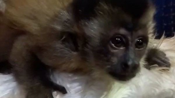 Filhote de macaco-prego foi resgatado pela equipe da PMA – Green Farm