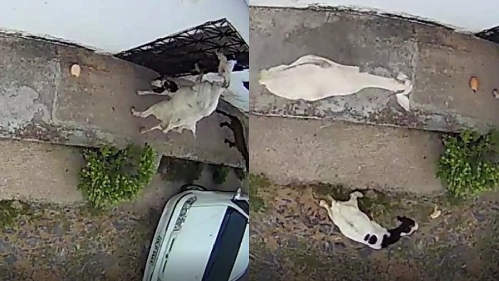 Cabras furtam pães de porta de casa no CE — Foto: Reprodução