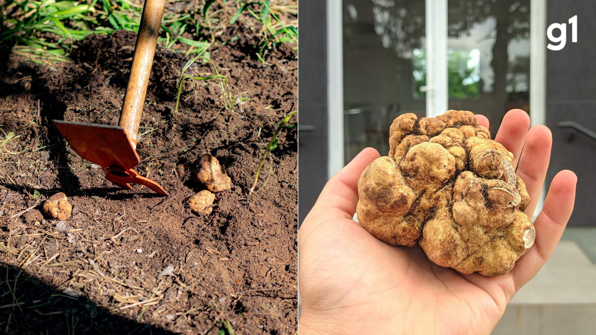 Trufas como a encontrada no RS  dependem de cães farejadores para serem achadas e podem custar até R$ 10 mil por kg; saiba mais 