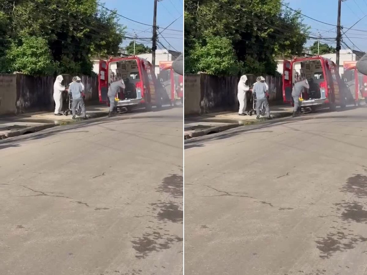 Homem fica inconsciente após ser atacado por enxame de abelhas no litoral de SP