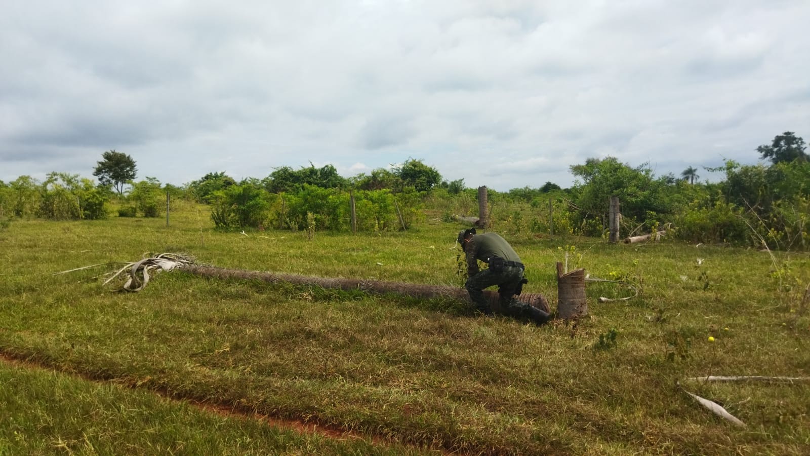 Sitiante leva multa de R$ 23,4 mil pela derrubada de 78 árvores macaúbas nativas em lote de assentamento rural