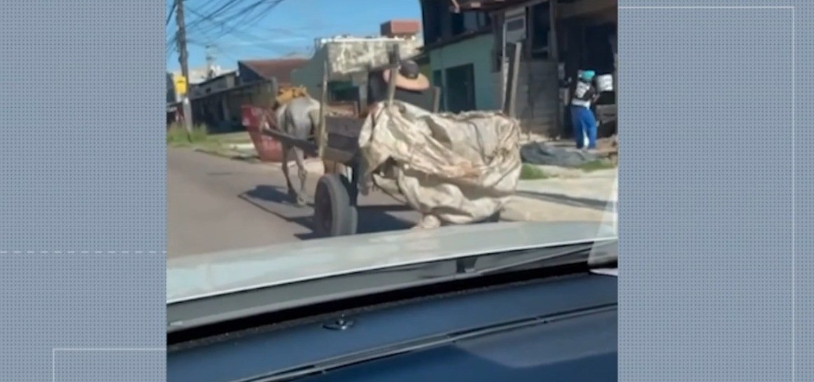 MP e OAB pedem fim da tração animal nas ruas de Belém antes da COP 30