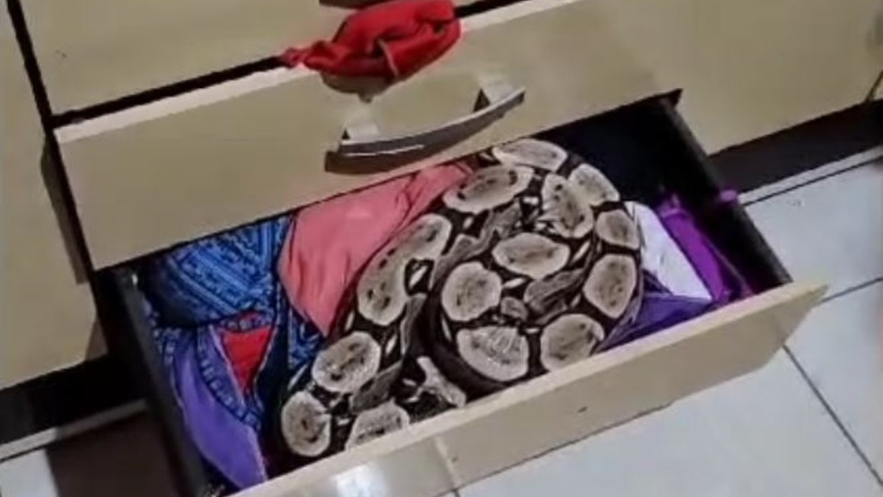 Mulher encontra jiboia de 2 metros em gaveta de guarda-roupa na cidade de Capistrano. — Foto: Reprodução