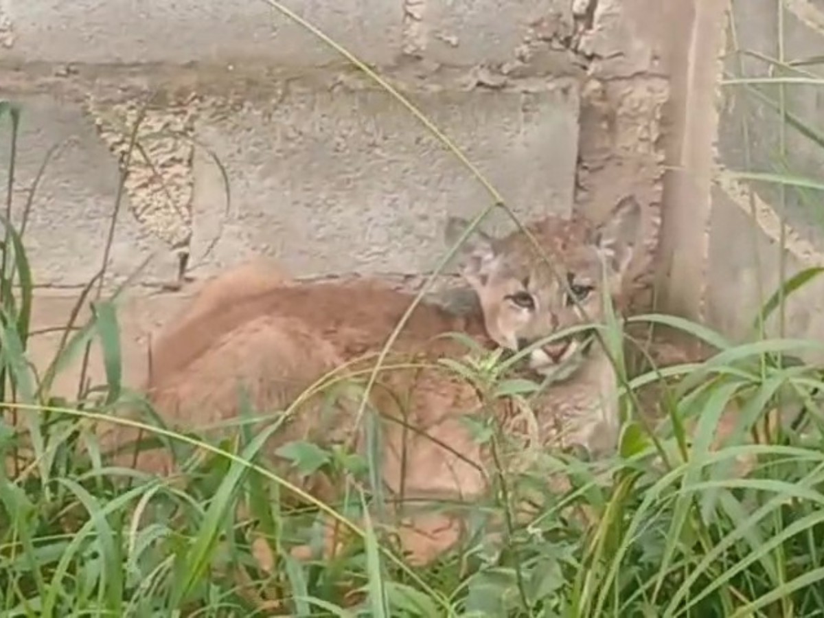 VÍDEO mostra captura de onça-parda em terreno baldio de Campinas