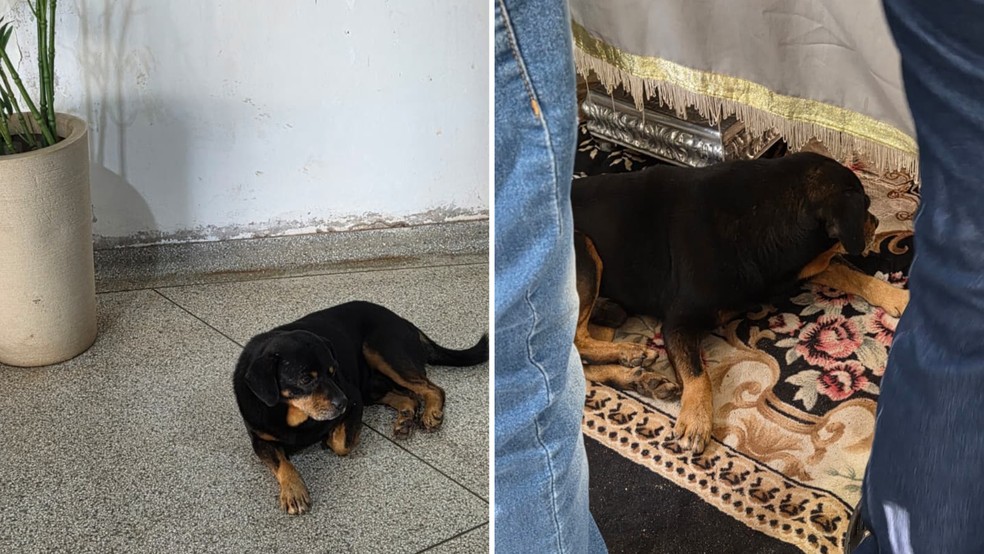 2 de 2
Cachorro acompanhou a despedida de um jovem de 25 anos, ao lado do caix&atilde;o durante vel&oacute;rio em Bastos &mdash; Foto: Reprodu&ccedil;&atilde;o
