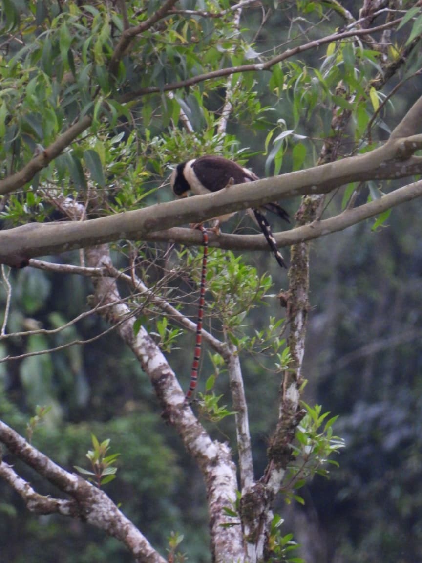 Acauã é flagrado predando coral-verdadeira em Tapiraí, no interior de SP