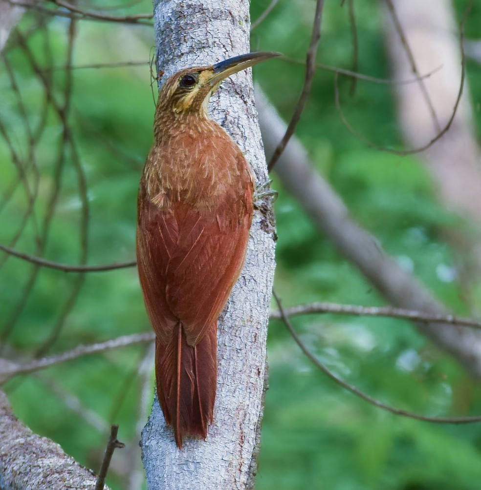Arapaçu-do-nordeste, espécie de pássaro ameaçada de extinção, atrai observadores de outros países para o interior do Ceará — Foto: Rogério Rumão