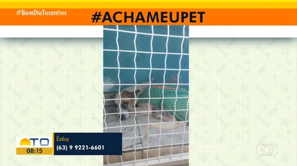 Acha Meu Pet: telespectadora pede ajuda para encontrar cadela desaparecida na 806 Sul