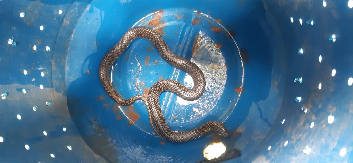 Cobra venenosa é resgatada em residência no litoral de SP