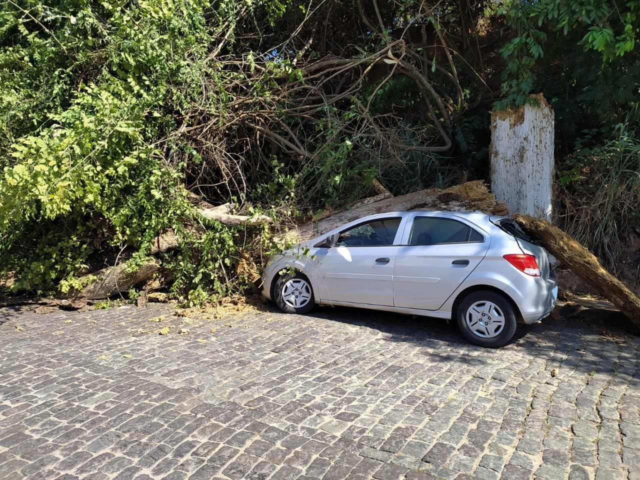 Árvore de grande porte cai em cima de carro e motorista escapa ileso em Formiga