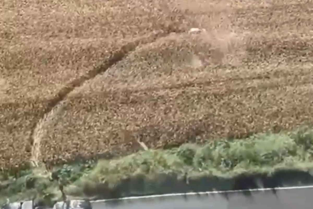 VÍDEO: Homem que tentava chegar a Londrina com 270 quilos de maconha do Paraguai é preso após perseguição com helicóptero da PM