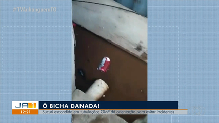 Cobra aparece em tubulação de água de casa e é resgatada pela guarda metropolitana