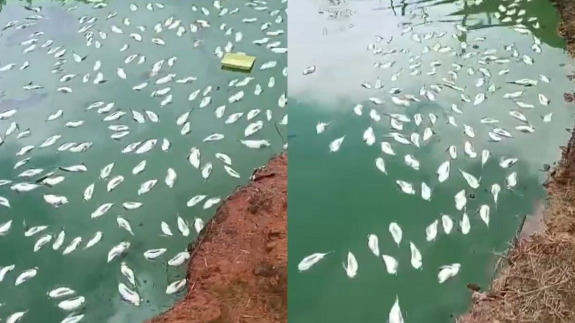 Queda de energia mata 5 mil tilápias e causa prejuízo de R$ 50 mil a produtor em Guarapari