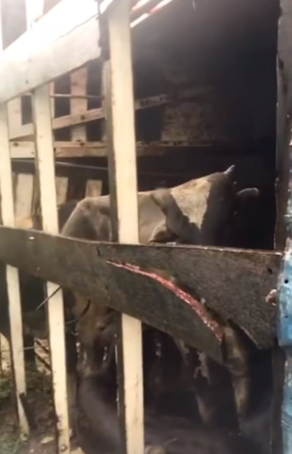 Parte dos animais caíram em uma ribanceira após caminhão de boiadeiro tombar na Serra de Teixeira — Foto: Reprodução/TV Paraíba