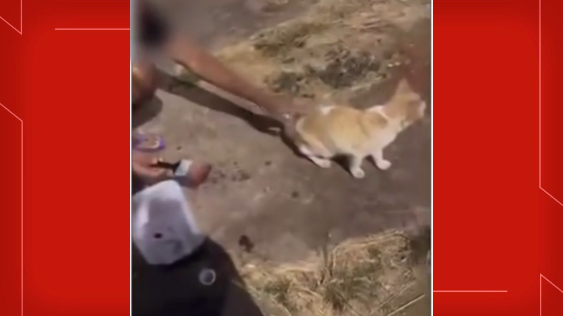 Homens passam 'pretinho de pneu' nas partes íntimas de gato de rua no DF e postam nas redes sociais; VÍDEO