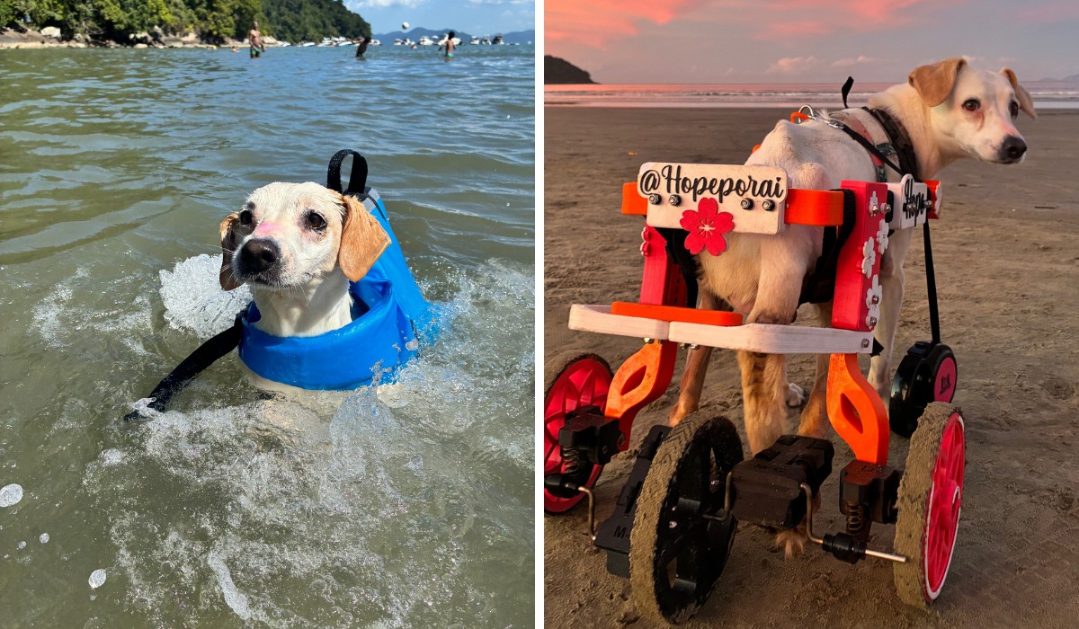 Esperando adoção há seis anos, cachorrinha paraplégica emociona e conquista fãs nas redes