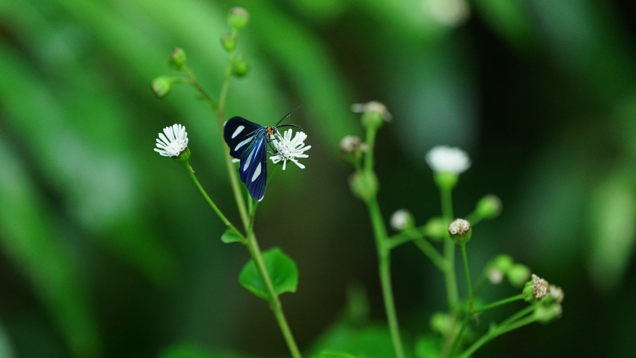 Projeto incentiva brasileiros a sair de casa para registrar animais e plantas