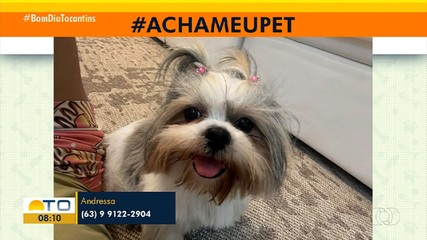 Tutores procuram cachorrinhos que desapareceram em Gurupi