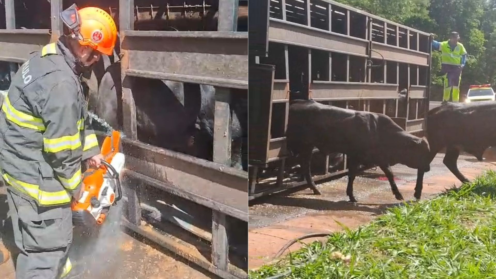Caminhão carregado com gado tomba em rodovia de Ibitinga; animais são resgatados pelo Corpo de Bombeiros