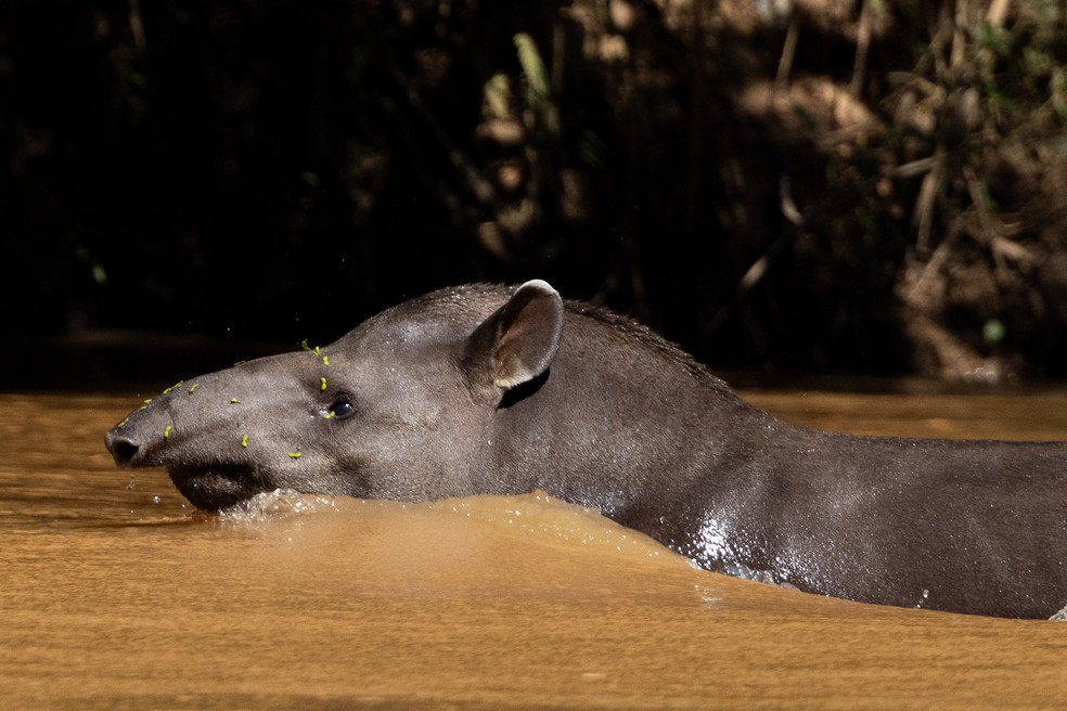 Anta (Tapirus terrestris), uma das espécies-alvo do Plano de Ação para a Conservação da Biodiversidade Terrestre, registrada no Parque Estadual do Rio Doce, em fevereiro de 2024 — Foto: Renato Viotti/Divulgação