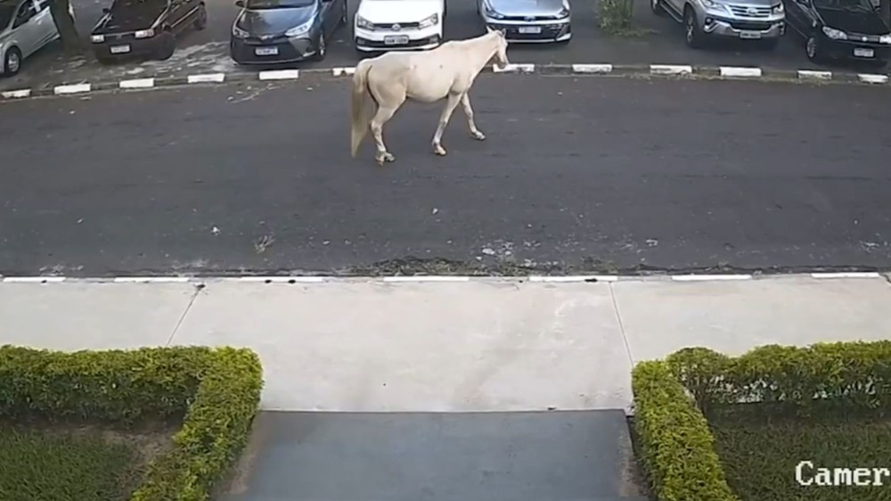 Araçatuba-SP: Cavalo anda 2 km e volta sozinho para hospital veterinário um mês após receber alta 