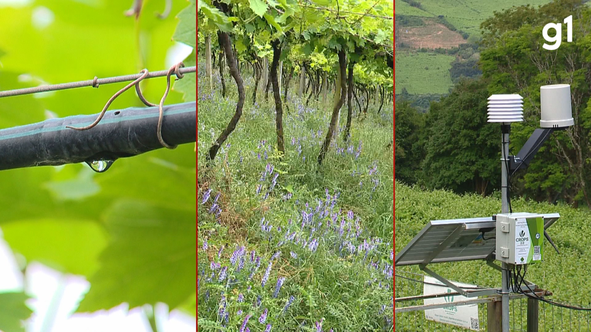 Preservação do solo e menos químicos: saiba o que cooperativas do RS vão levar para a COP 30 sobre práticas no campo