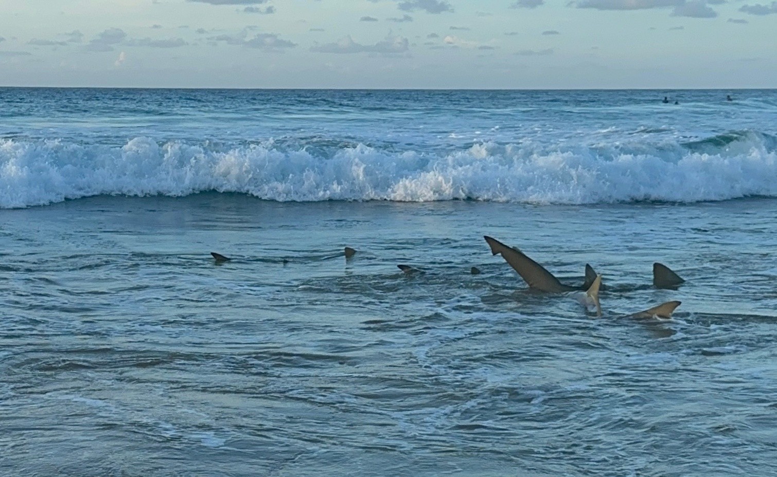 Banhistas devem redobrar cuidados com tubarões após mar revolto em Fernando de Noronha; entenda por quê