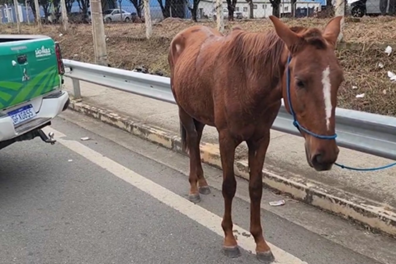 Homem é flagrado puxando cavalo furtado com o veículo pela Rodovia Anhanguera em Limeira