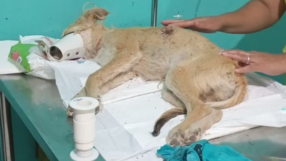 PMCE prende homem por maus-tratos a cachorro em São Benedito — Foto: Divulgação