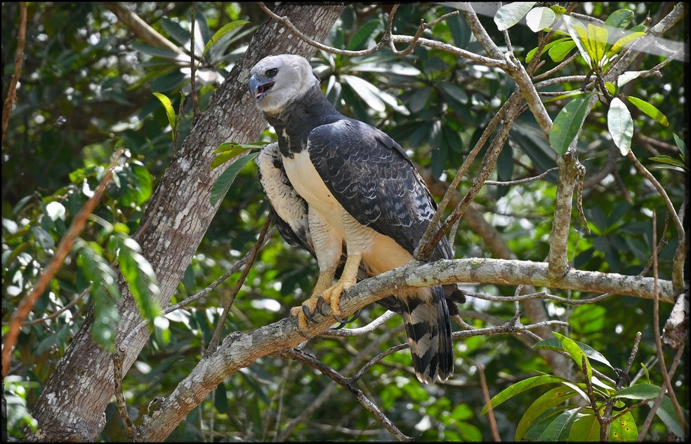 De acordo com o Wikiaves, há apenas dois registros fotográficos da espécie no município de São José do Rio Claro (MT), ambos realizados em 2018 — Foto: José Roberto Guido Mendez/Reserva Ecológica Cunhataí Porã