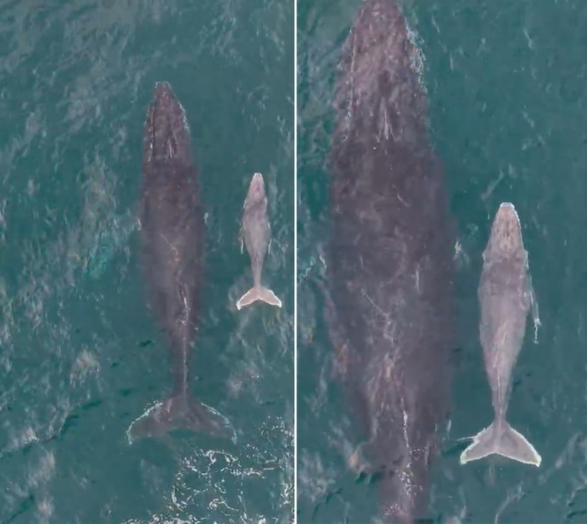 Vídeo registra filhote de baleia-jubarte pela primeira vez na temporada 2026 em Arraial do Cabo