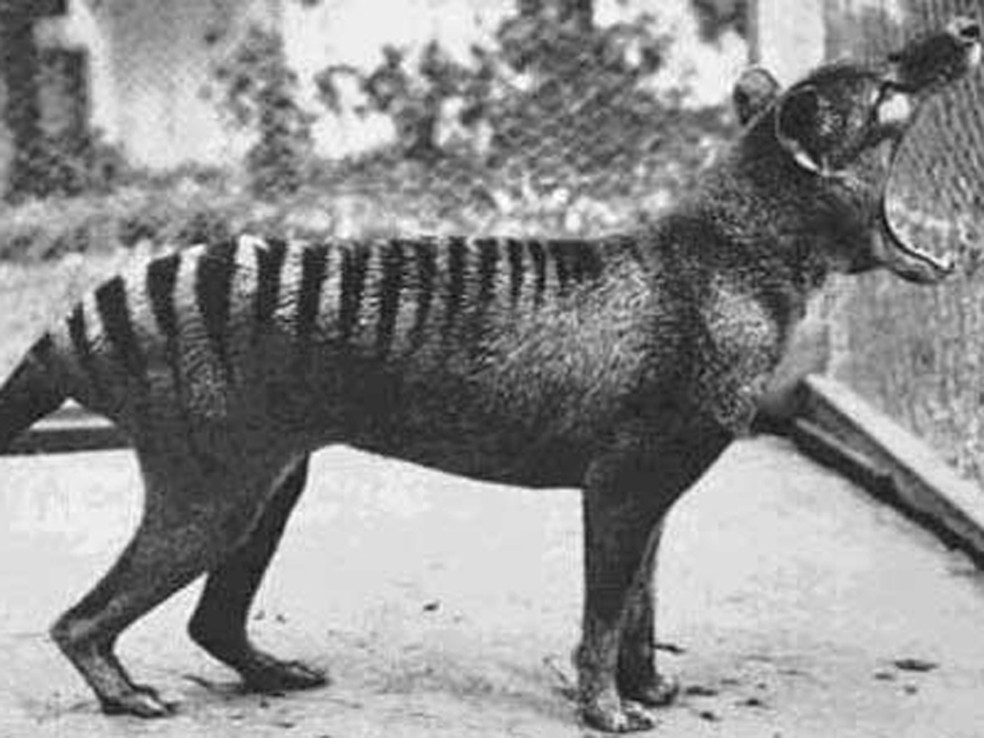 Imagem feita do último exemplar em 1932 — Foto: BBC