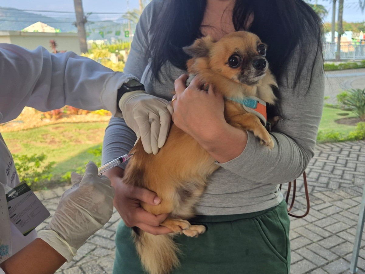 Petrópolis recebe vacinação gratuita para cães e gatos neste sábado