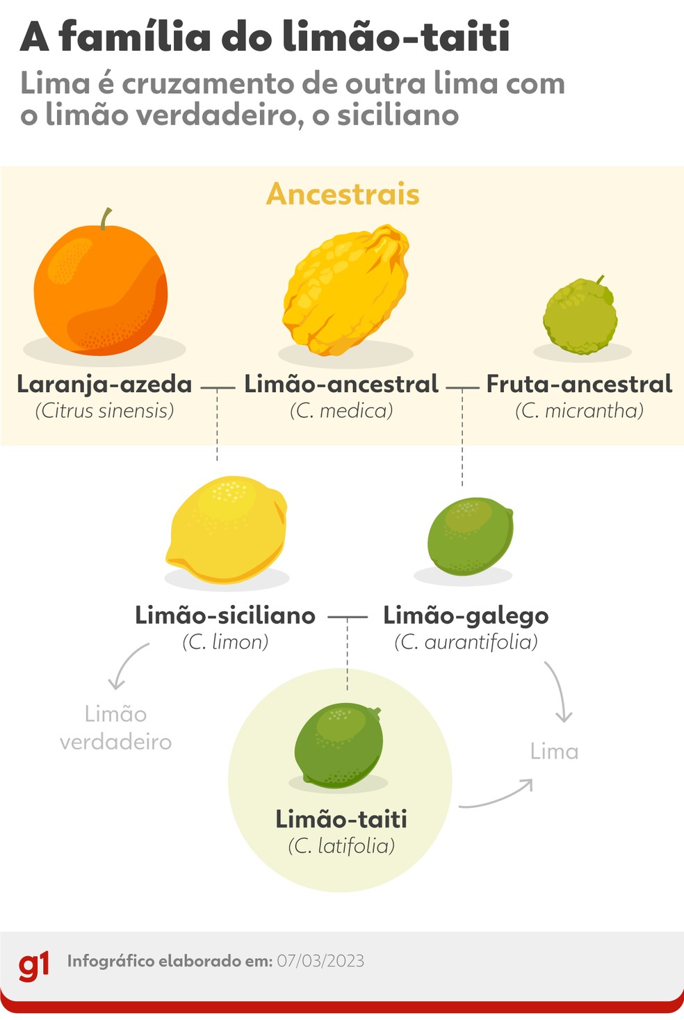 Lima ácida tem as mesmas características do limão, mas é de espécie diferente — Foto: Arte/g1