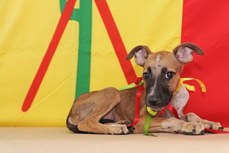 Feira de adoção de animais será realizada neste domingo (5) em Petrolina