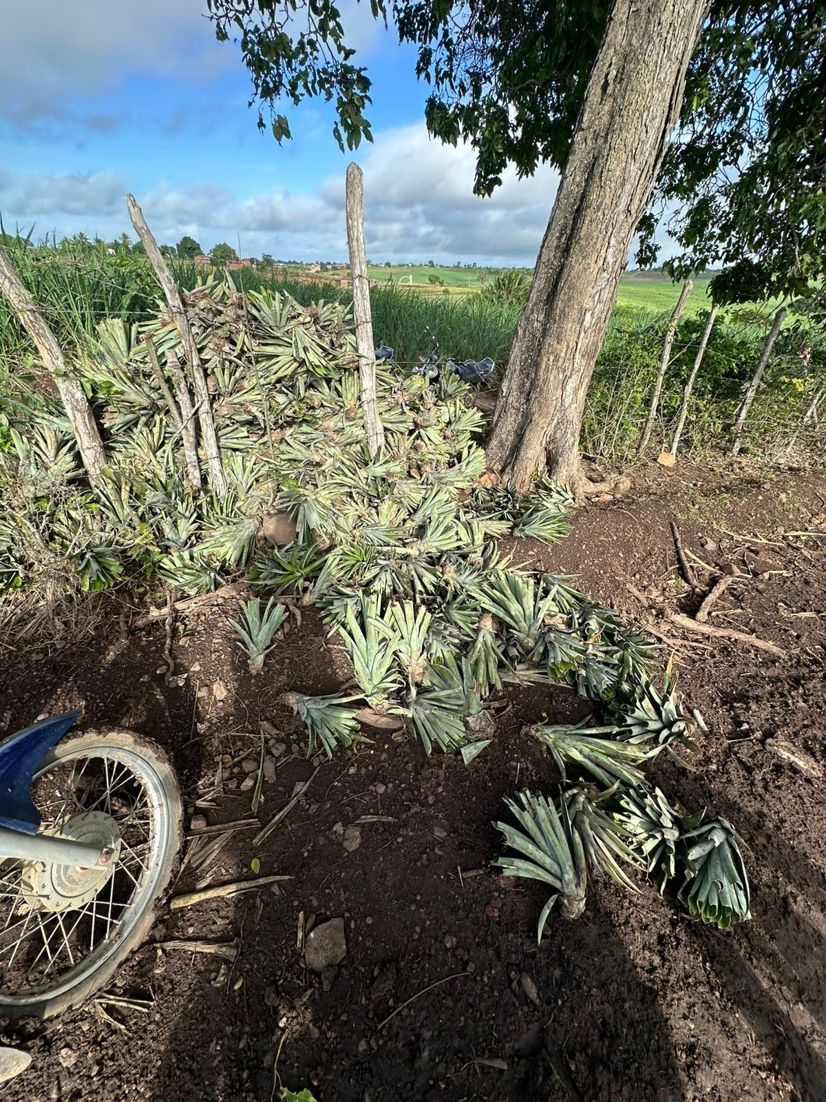 Suspeitos são presos por furto de mudas de abacaxi raro cultivado na Paraíba