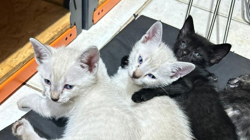 imagem de arquivo - gatos resgatados para adoção — Foto: Gabriela Alves/Arquivo Pessoal