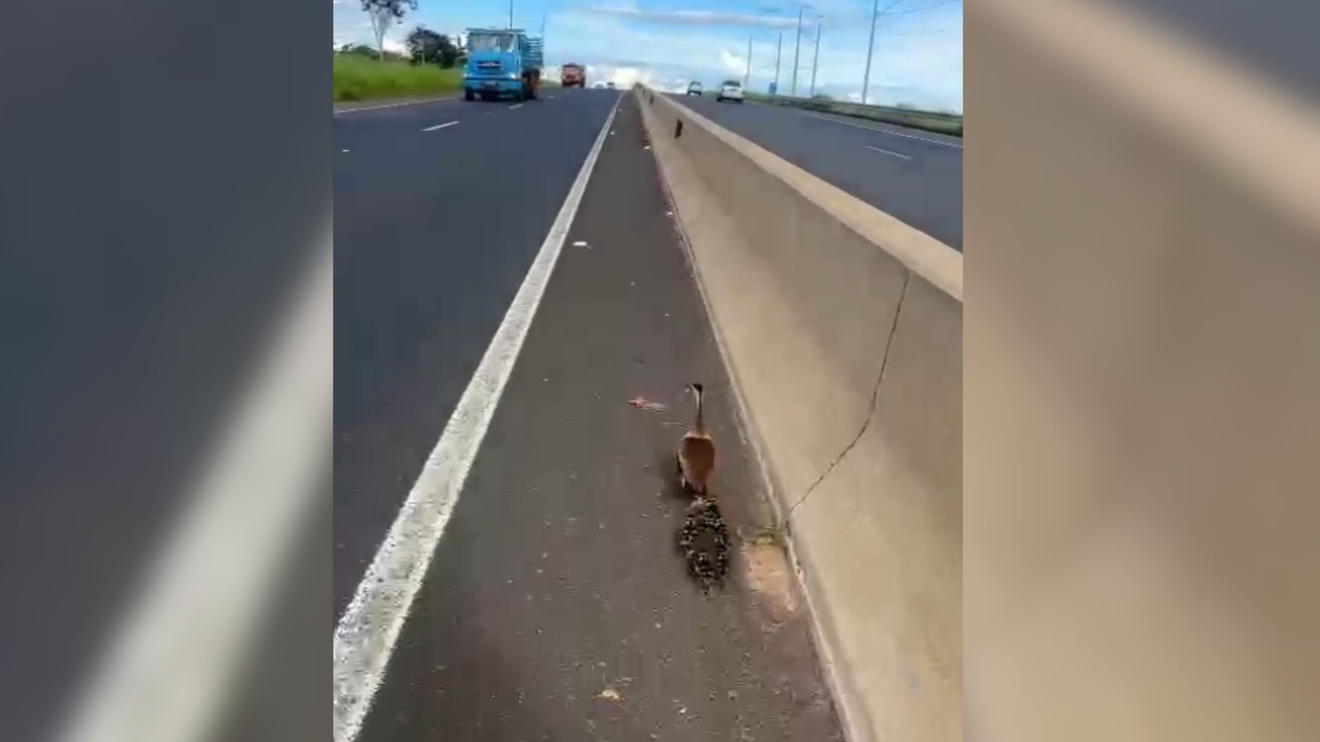 VÍDEO: resgate de família de patos interdita trânsito e mobiliza polícia em rodovia do interior de SP 