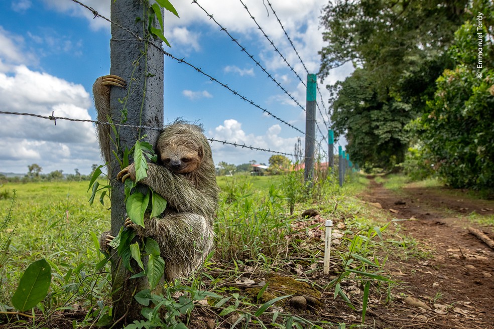 Preguiça-de-três-dedos se agarra a um poste de arame farpado em área rural da Costa Rica. — Foto: Emmanuel Tardy